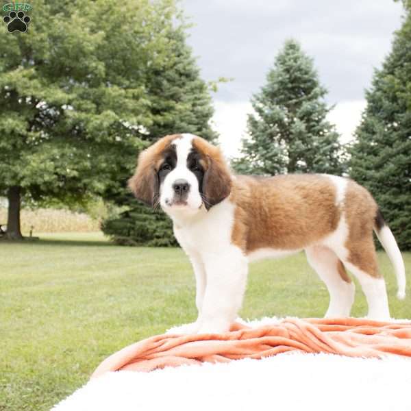 Shadow, Saint Bernard Puppy